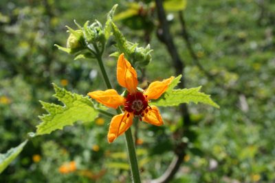 Loasa acerifolia, photographed by Daniel J. Layton