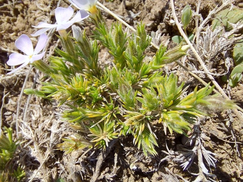 Phlox caespitosa, photographed by Ian Adams