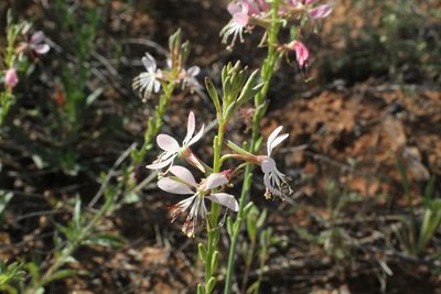 Oenothera suffulta, photographed by Reid Hardin