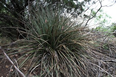 Hesperaloe engelmannii, photographed by Reid Hardin
