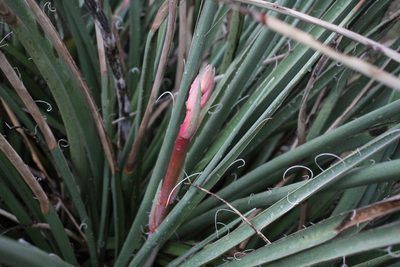 Hesperaloe engelmannii, photographed by Reid Hardin