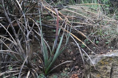 Hesperaloe engelmannii, photographed by Reid Hardin