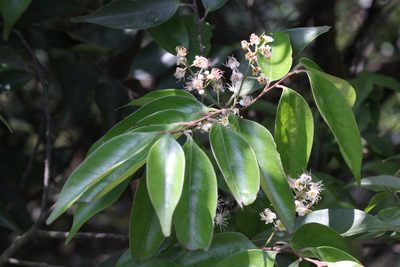 Prunus phaeosticta, photographed by Agnes Trekker
