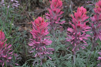 Castilleja purpurea, photographed by Reid Hardin