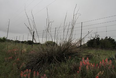 Hesperaloe engelmannii, photographed by Reid Hardin
