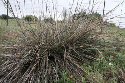 Hesperaloe engelmannii, photographed by Reid Hardin