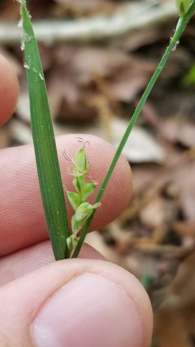 Carex crebriflora, photographed by Jeff Wilson