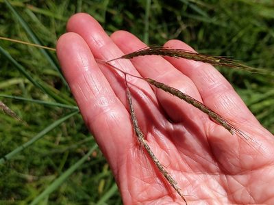 Dichanthium aristatum, photographed by Beth Addison-smith