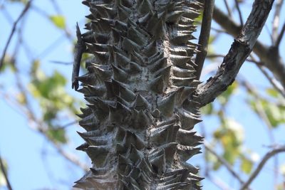 Ceiba schottii, photographed by Sebastián de Jesús Herrera Buenfil