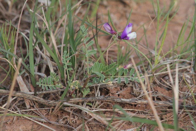 Astragalus lindheimeri, photographed by Reid Hardin