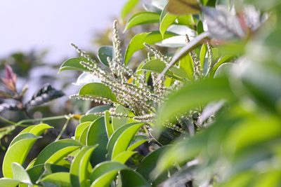Lithocarpus hancei, photographed by Agnes Trekker