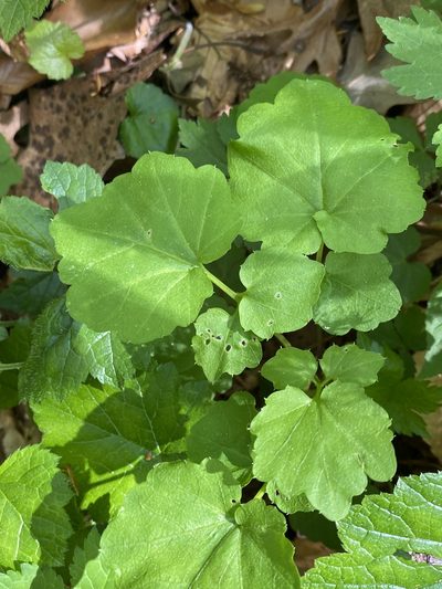 Cardamine flagellifera, photographed by Alan Weakley