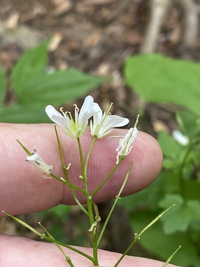 Cardamine flagellifera, photographed by Alan Weakley