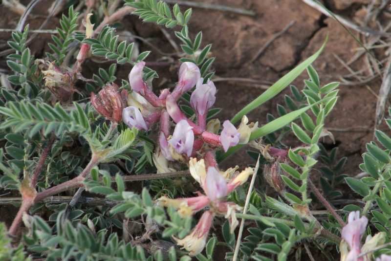 Astragalus plattensis, photographed by Reid Hardin