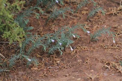 Linum pratense, photographed by Reid Hardin