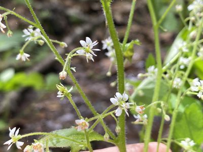 Micranthes micranthidifolia, photographed by Alan Weakley