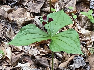 Trillium sulcatum, photographed by Brian Finzel
