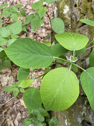 Hydrangea radiata, photographed by Alan Weakley