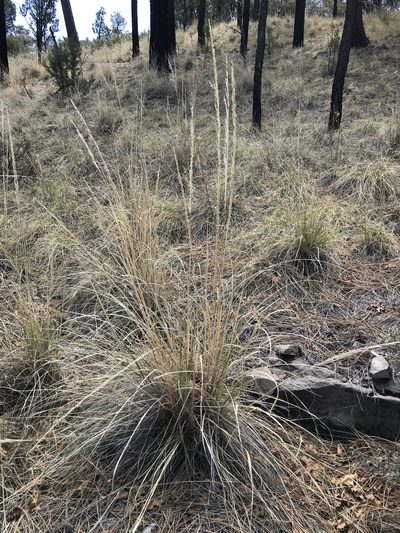 Muhlenbergia longiligula, photographed by brettaugust