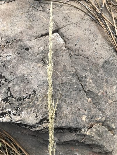 Muhlenbergia longiligula, photographed by brettaugust