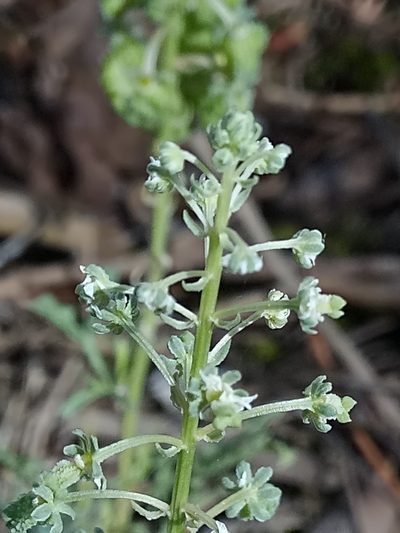Reseda duriaeana, photographed by Karim Haddad