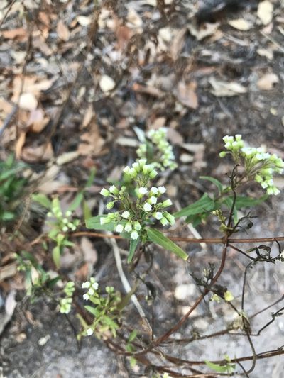 Ageratina paupercula, photographed by brettaugust
