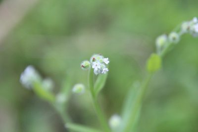 Myosotis macrosperma, photographed by Ashwin Srinivasan