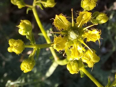 Ruta angustifolia, photographed by Karim Haddad