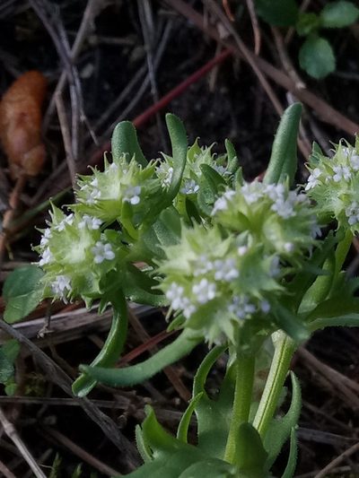 Valeriana discoidea, photographed by Karim Haddad