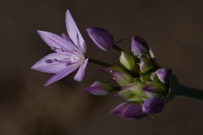 Allium unifolium, photographed by Ken-ichi Ueda