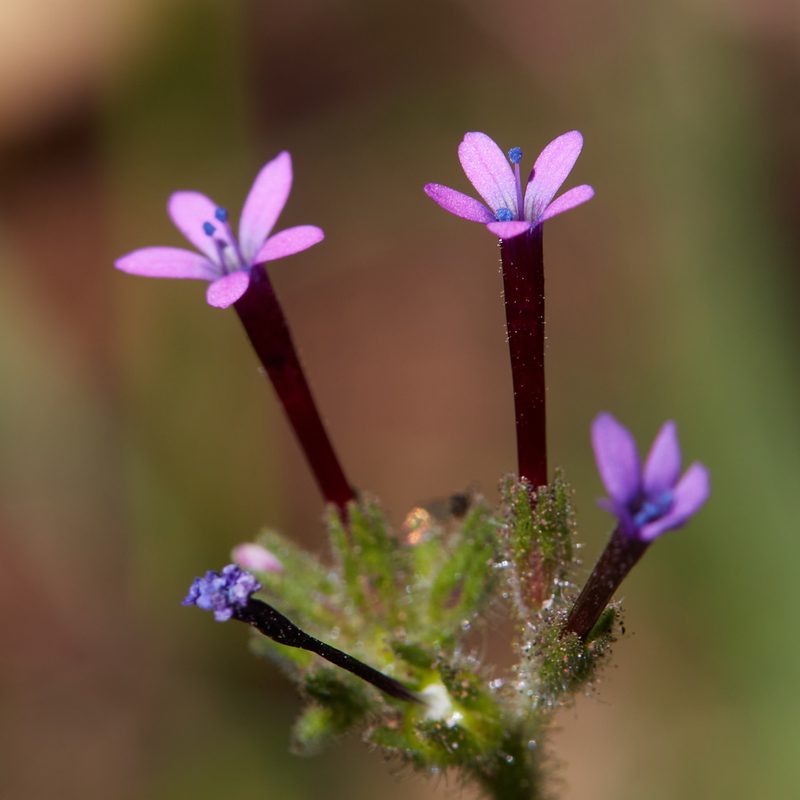 Allophyllum divaricatum, photographed by Ken-ichi Ueda