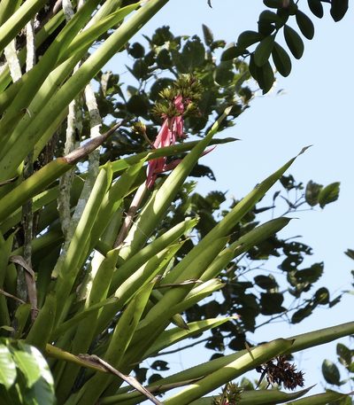 Aechmea aquilega, photographed by Jean-Paul Boerekamps