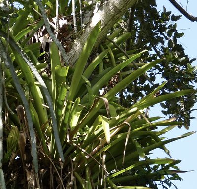 Aechmea aquilega, photographed by Jean-Paul Boerekamps