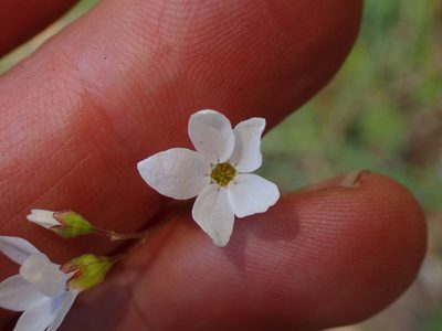 Lithophragma cymbalaria, photographed by George Williams