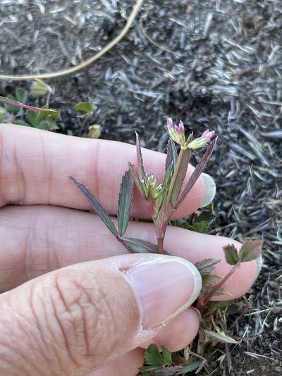 Trifolium palmeri, photographed by Sula Vanderplank