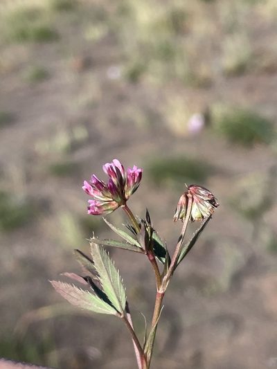 Trifolium palmeri, photographed by Sula Vanderplank
