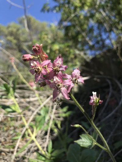 Delphinium purpusii, photographed by Scott Yarger