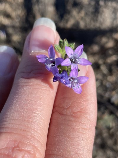 Gilia nevinii, photographed by Sula Vanderplank