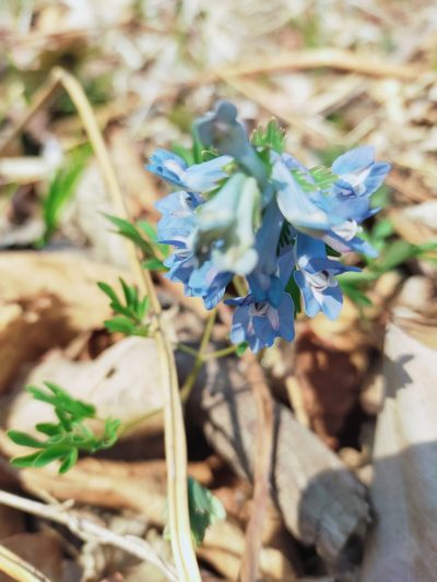 Corydalis ambigua, photographed by Viola Alekseeva