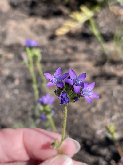 Gilia nevinii, photographed by Sula Vanderplank