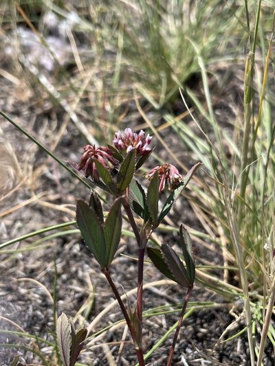 Trifolium palmeri, photographed by Sula Vanderplank