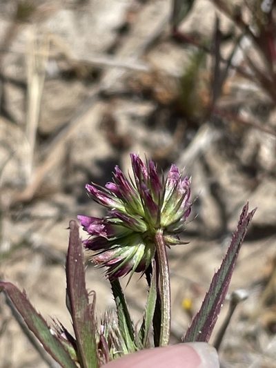 Trifolium palmeri, photographed by Sula Vanderplank