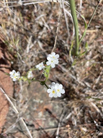 Cryptantha kinkiensis, photographed by Sula Vanderplank
