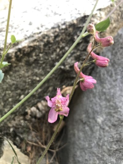 Delphinium purpusii, photographed by Scott Yarger