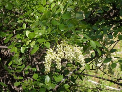 Fraxinus dipetala, photographed by George Williams