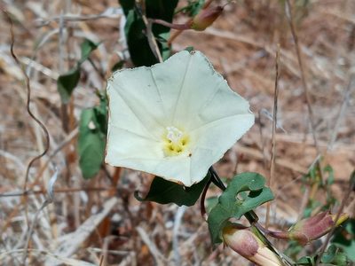 Calystegia peirsonii, photographed by Daniel S.