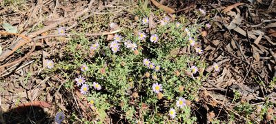 Calotis cuneifolia, photographed by Nathan Ruser
