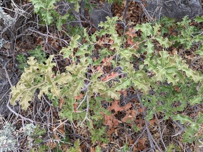 Quercus pungens, photographed by Rachel Stringham