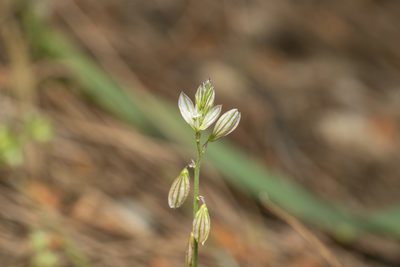 Polygala monspeliaca, photographed by Eleftherios Katsillis
