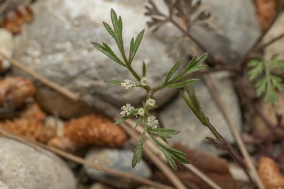 Daucus involucratus, photographed by Eleftherios Katsillis